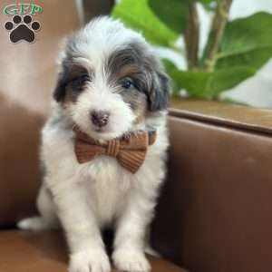Baker, Mini Bernedoodle Puppy