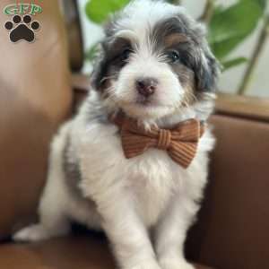 Baker, Mini Bernedoodle Puppy