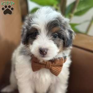 Baker, Mini Bernedoodle Puppy