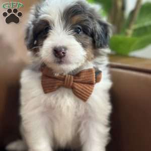 Baker, Mini Bernedoodle Puppy