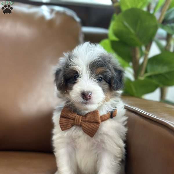 Baker, Mini Bernedoodle Puppy