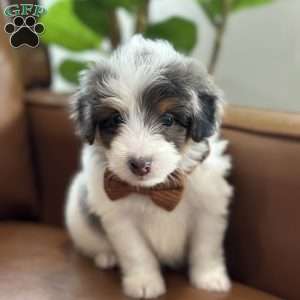 Baker, Mini Bernedoodle Puppy