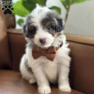 Baker, Mini Bernedoodle Puppy