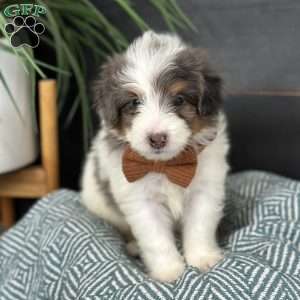 Baker, Mini Bernedoodle Puppy