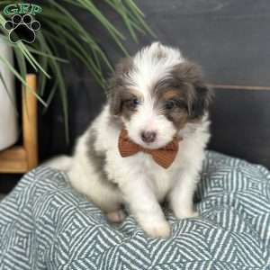 Baker, Mini Bernedoodle Puppy