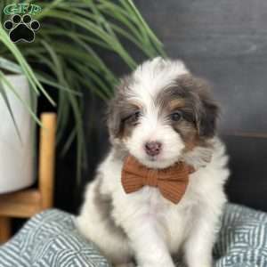 Baker, Mini Bernedoodle Puppy