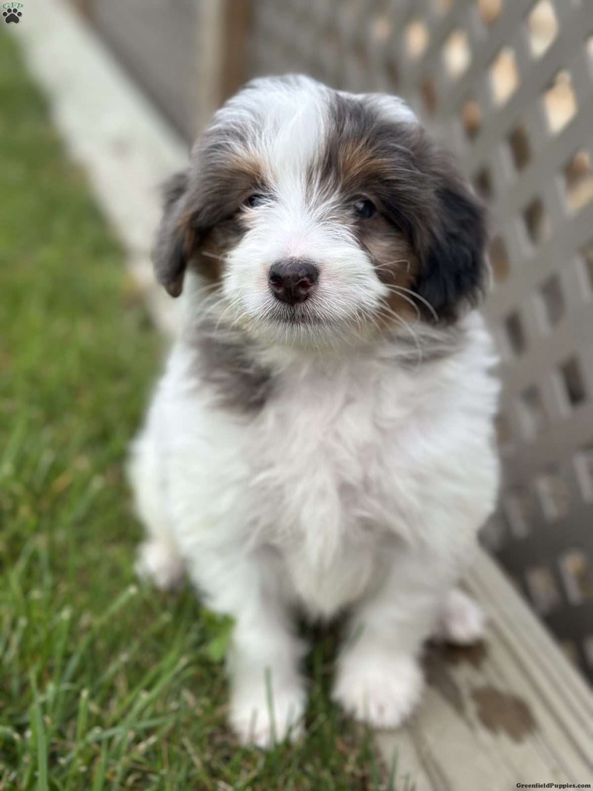 Baker (Doodle / designer cross, Male) in Beach City, OH