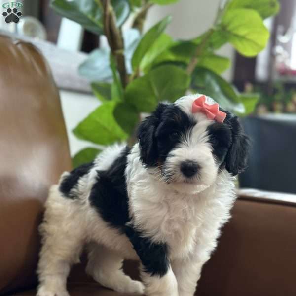 Baylor, Mini Bernedoodle Puppy