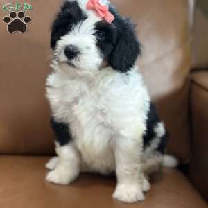 Baylor, Mini Bernedoodle Puppy