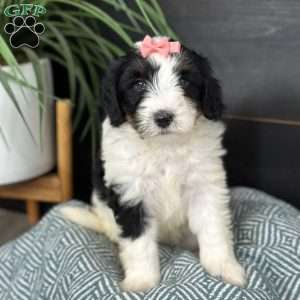 Baylor, Mini Bernedoodle Puppy