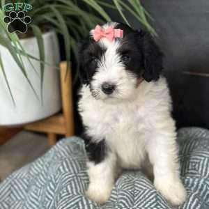 Baylor, Mini Bernedoodle Puppy