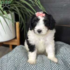 Baylor, Mini Bernedoodle Puppy