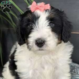 Baylor, Mini Bernedoodle Puppy