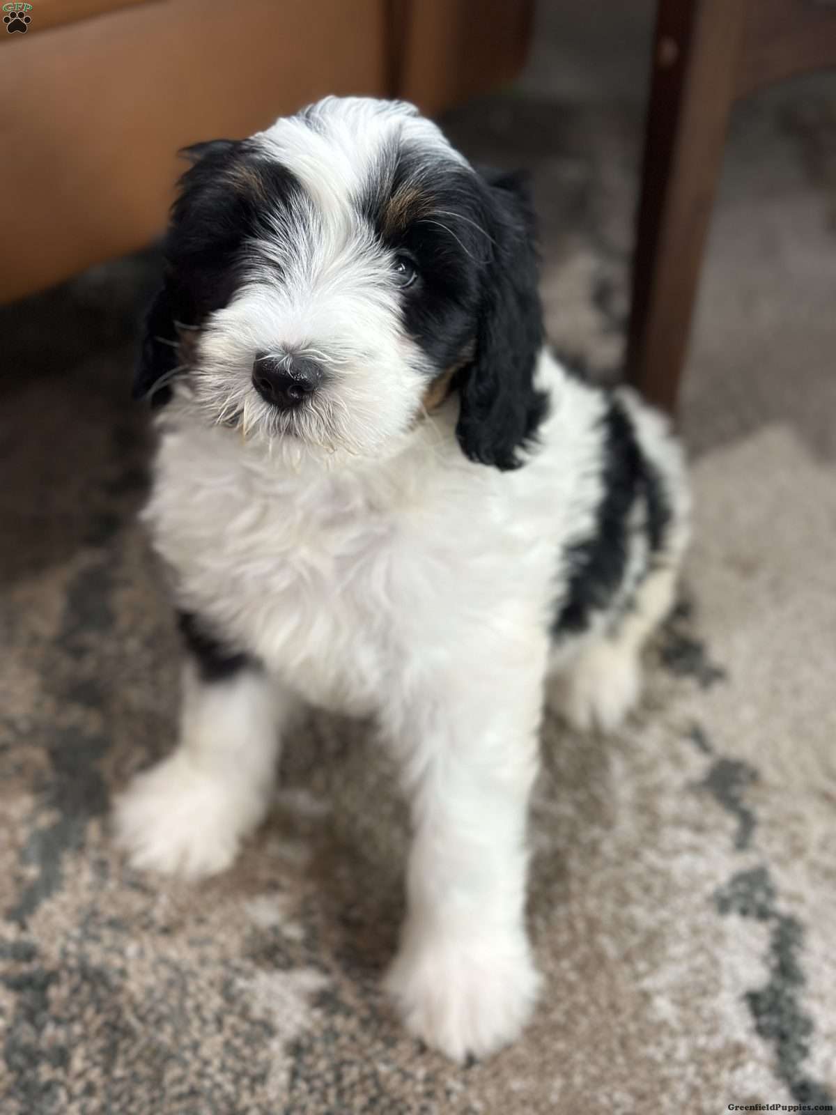 Baylor (Doodle / designer cross, Female) in Beach City, OH