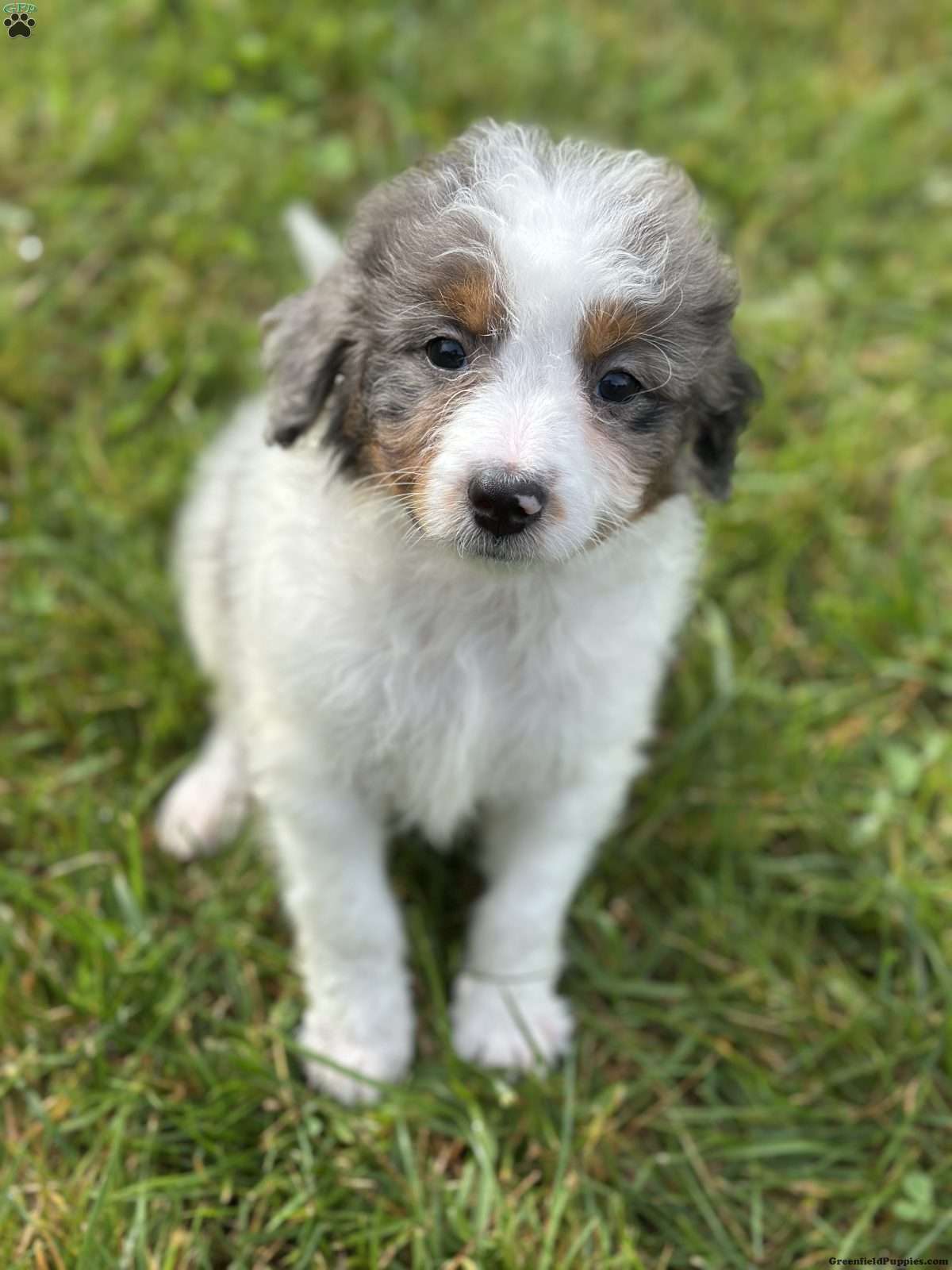 Bea
