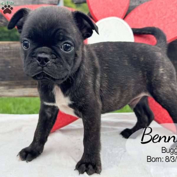 Benny, Bugg Puppy