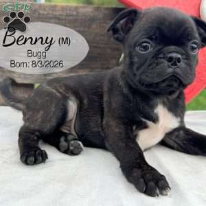Benny, Bugg Puppy