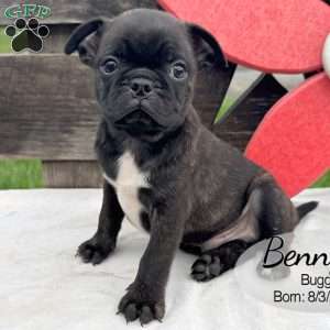 Benny, Bugg Puppy