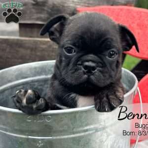 Benny, Bugg Puppy