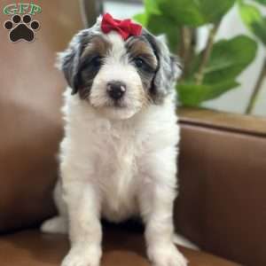 Blair, Mini Bernedoodle Puppy