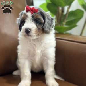 Blair, Mini Bernedoodle Puppy