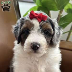 Blair, Mini Bernedoodle Puppy