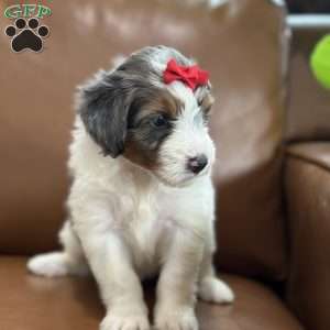 Blair, Mini Bernedoodle Puppy