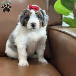 Blair, Mini Bernedoodle Puppy