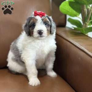 Blair, Mini Bernedoodle Puppy