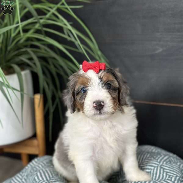 Blair, Mini Bernedoodle Puppy