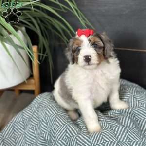 Blair, Mini Bernedoodle Puppy