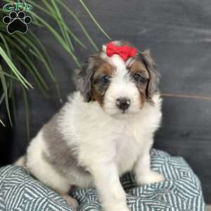 Blair, Mini Bernedoodle Puppy