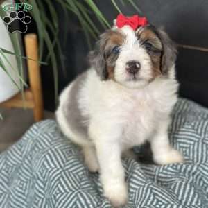 Blair, Mini Bernedoodle Puppy