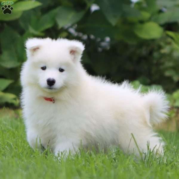Blake, Samoyed Puppy