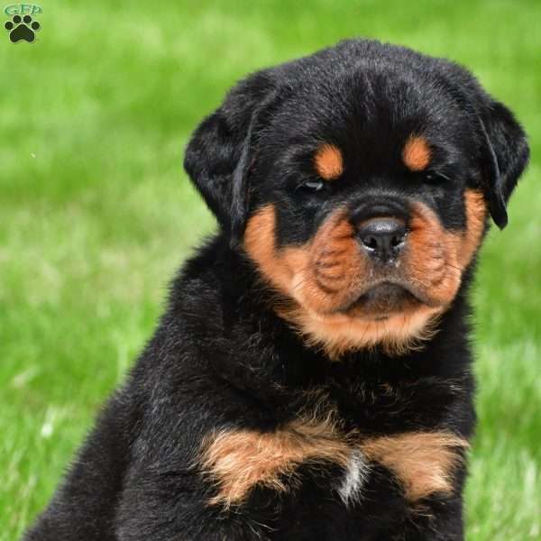 blake, Rottweiler Puppy