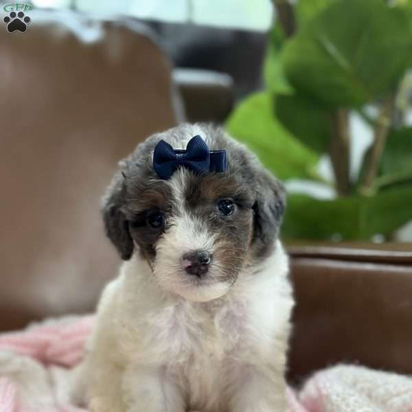 Bliss, Mini Bernedoodle Puppy