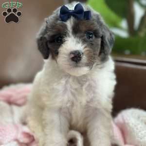 Bliss, Mini Bernedoodle Puppy