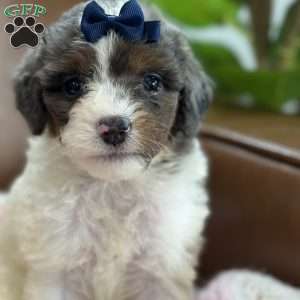 Bliss, Mini Bernedoodle Puppy