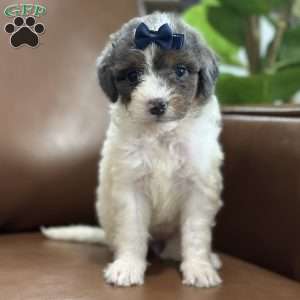 Bliss, Mini Bernedoodle Puppy