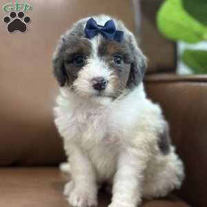 Bliss, Mini Bernedoodle Puppy