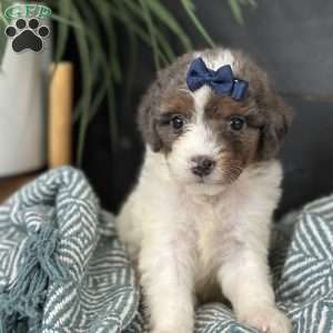 Bliss, Mini Bernedoodle Puppy