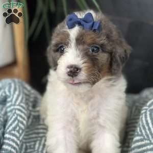 Bliss, Mini Bernedoodle Puppy
