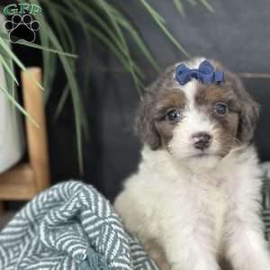 Bliss, Mini Bernedoodle Puppy