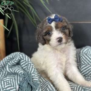 Bliss, Mini Bernedoodle Puppy
