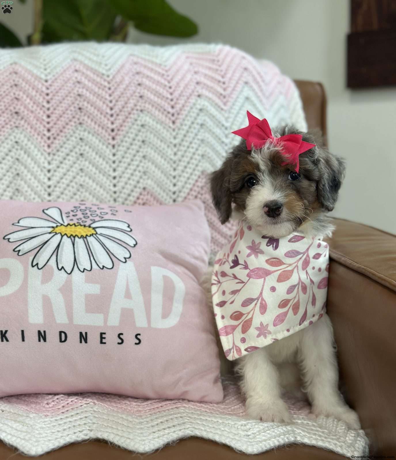Bliss (Doodle / designer cross, Female) in Beach City, OH