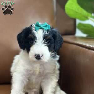 Breezy, Mini Bernedoodle Puppy