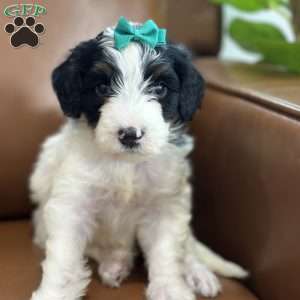 Breezy, Mini Bernedoodle Puppy