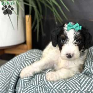 Breezy, Mini Bernedoodle Puppy