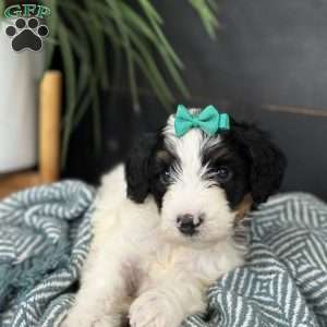 Breezy, Mini Bernedoodle Puppy