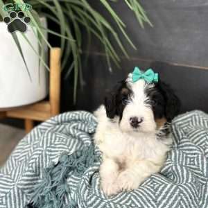 Breezy, Mini Bernedoodle Puppy